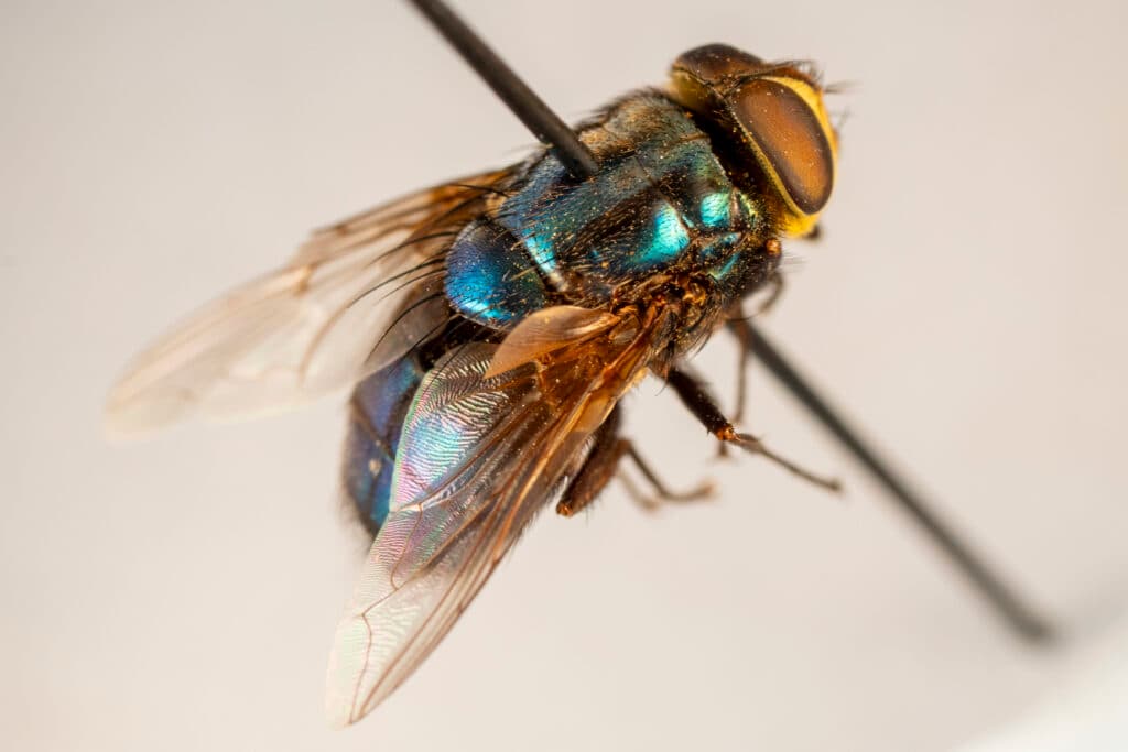 Flesh-Eating Screwworms Threaten U.S. Livestock as Parasite Spreads North