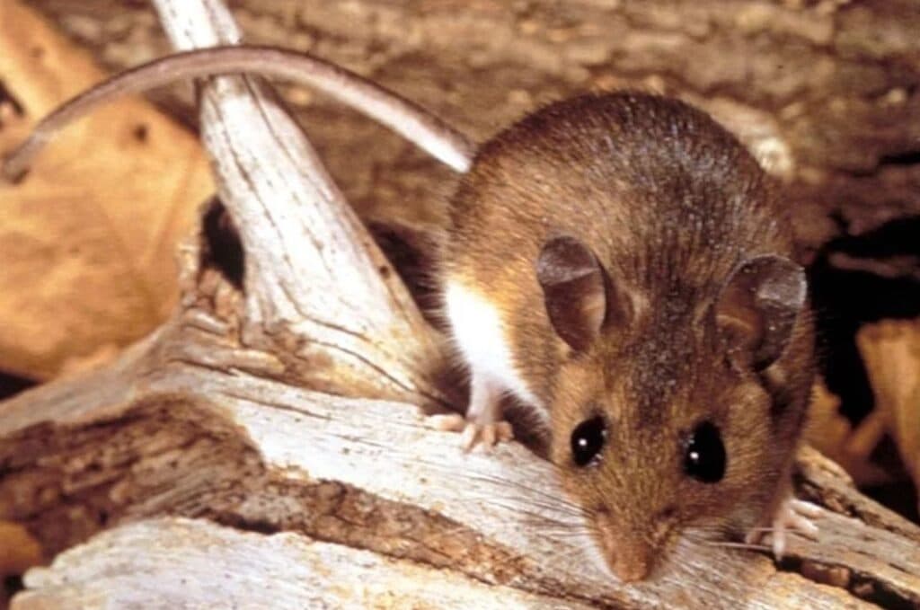 NC Health Officials Monitor Hantavirus Outbreak, Say State Not at Risk