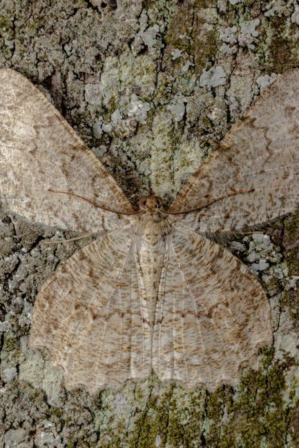 Rare Florida Moth Species, Once Thought Extinct, Rediscovered in State Forest