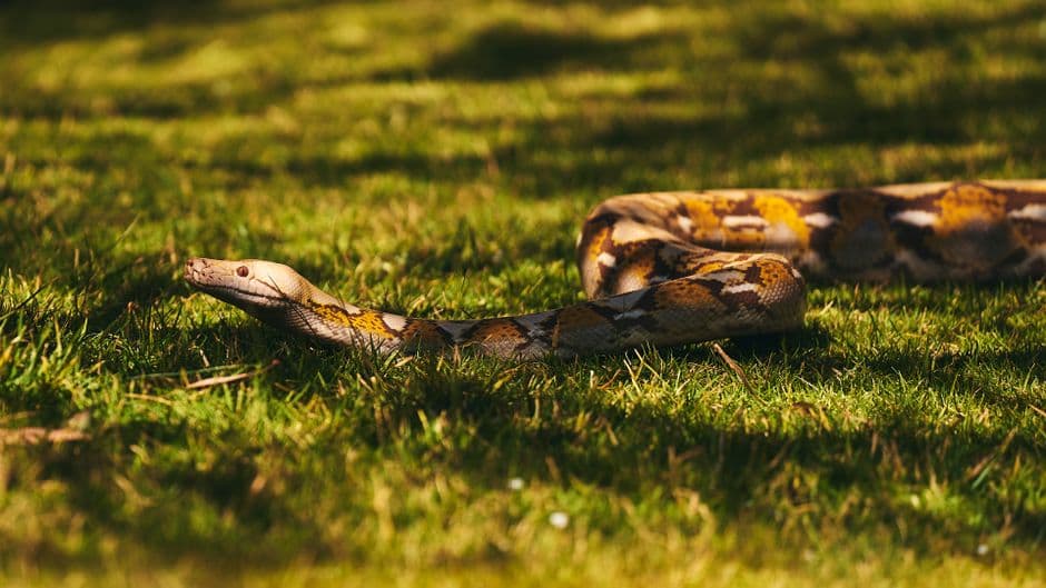 Florida Python Challenge Opens July 10 as Pro Biologists Quietly Dominate Removals